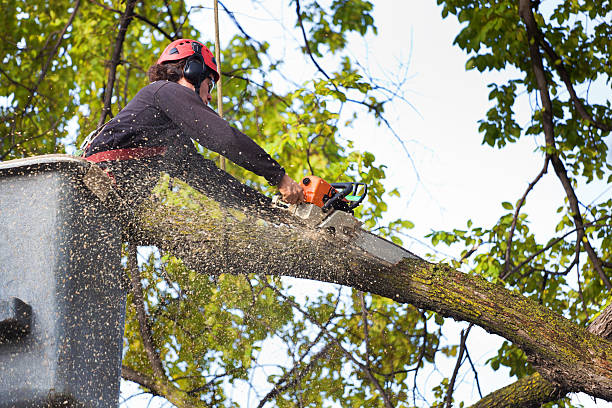 Best Utility Line Clearance  in Horseheads North, NY